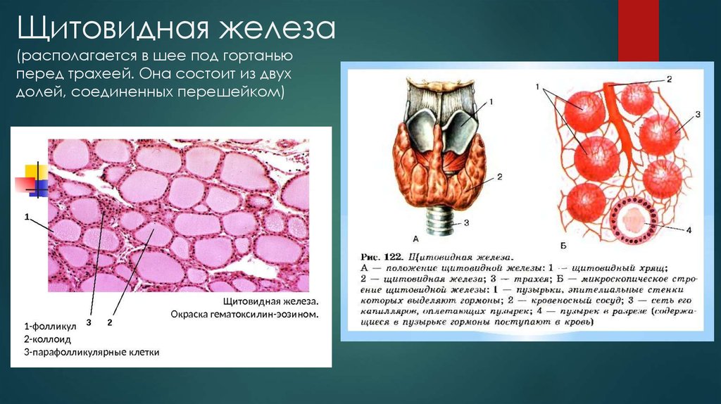 Цвет железы. Парафолликулярные клетки щитовидной железы, строение. Дольчатое строение щитовидной железы. Эндокринные клетки щитовидной железы. Ткани и клетки щитовидные железы.