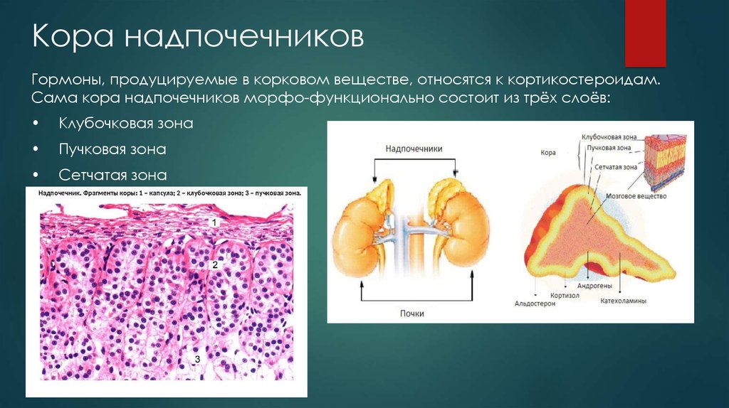 Надпочечники развиваются из. Надпочечники 3 зоны. Пучковой зоне коры надпочечников. Корковое вещество надпочечников гистология.