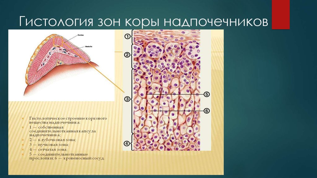 Надпочечники рисунок гистология