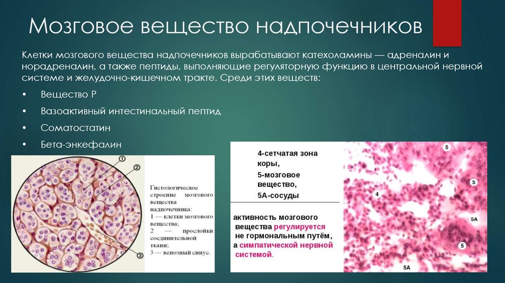 Слои клеток головного мозга. Хромаффинные клетки мозгового вещества надпочечников. Функции мозгового вещества надпочечников. Мозговое вещество катехоламины. Строение мозгового вещества надпочечников гистология.