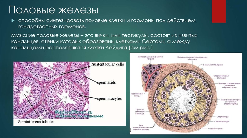 Мужскими половыми клетками являются. Извитые семенные канальцы гистология препарат. Гистология семенник клетки Лейдига. Строение семенника клетки. Гистологическое строение мужских половых желёз.