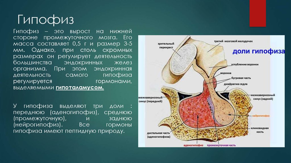 Гипофиз доли функции