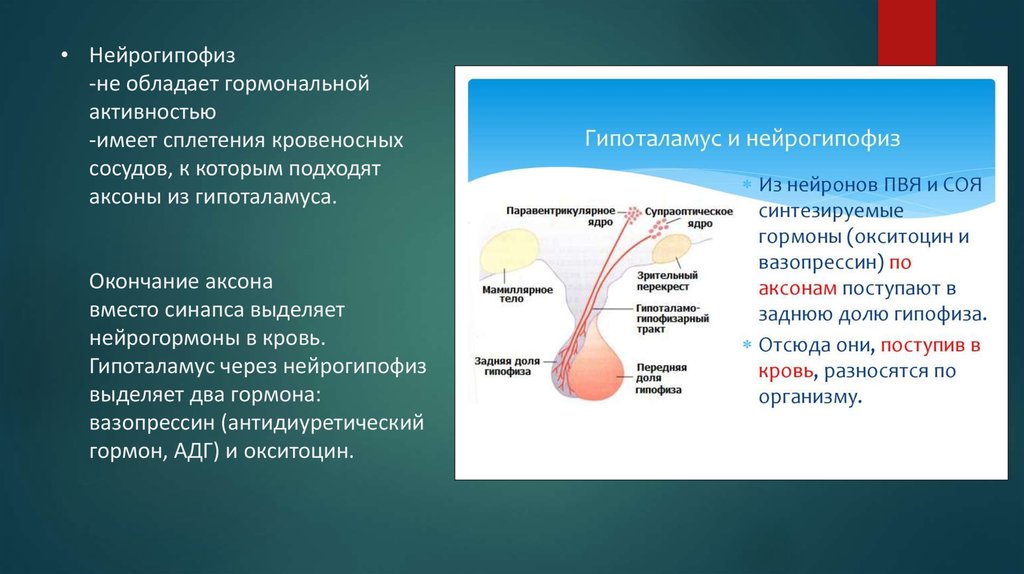 Нейрогипофиз. Нейрогипофиз гормоны. Гормоны нейрогипофиза и их функции. Нейрогипофиз задняя доля гормоны. Нейрогипофиз регуляция.