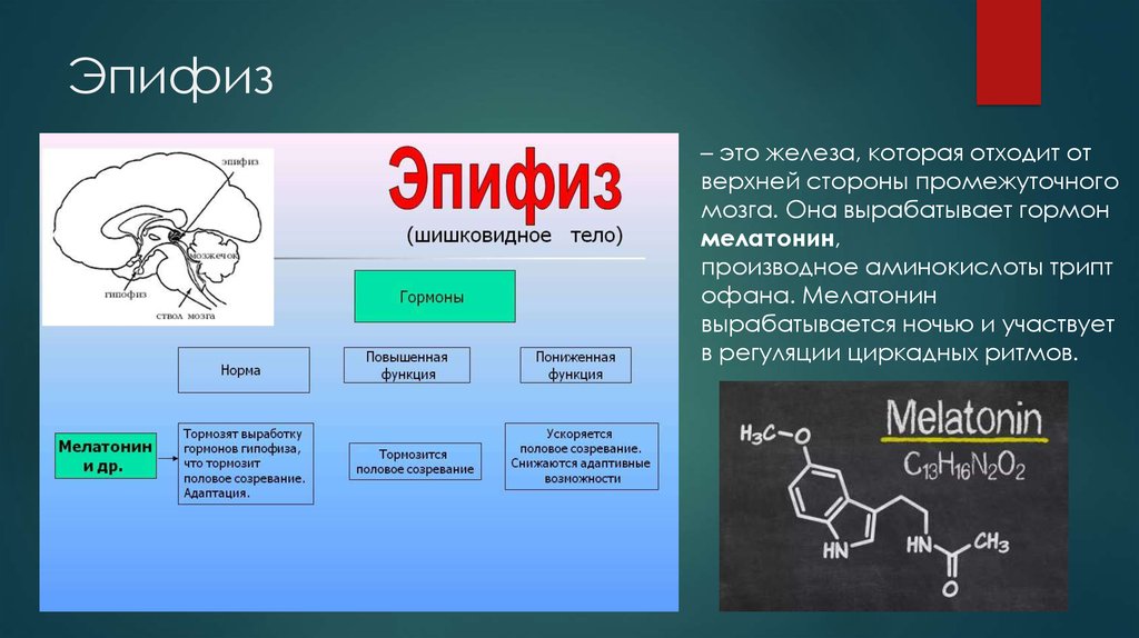 Гормоны эпифиза презентация