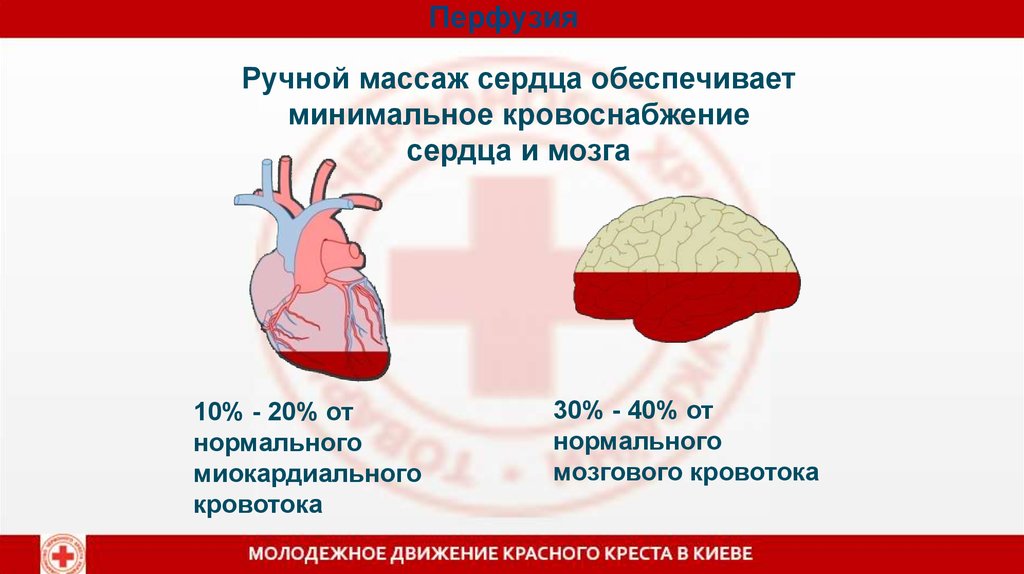 Сердечный обеспечивать. Перфузия сердца и мозга. Кровоток затрудненной перфузии. Приток крови к сердцу обеспечивает. Церебральная перфузия (кровоток) определяется уровнем.