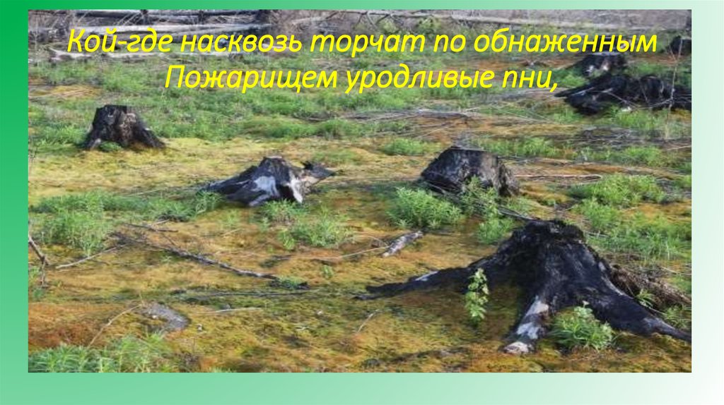 Кой-где насквозь торчат по обнаженным Пожарищем уродливые пни,