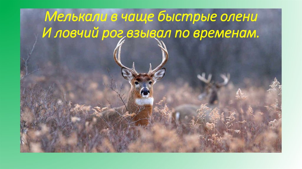 Мелькали в чаще быстрые олени И ловчий рог взывал по временам.