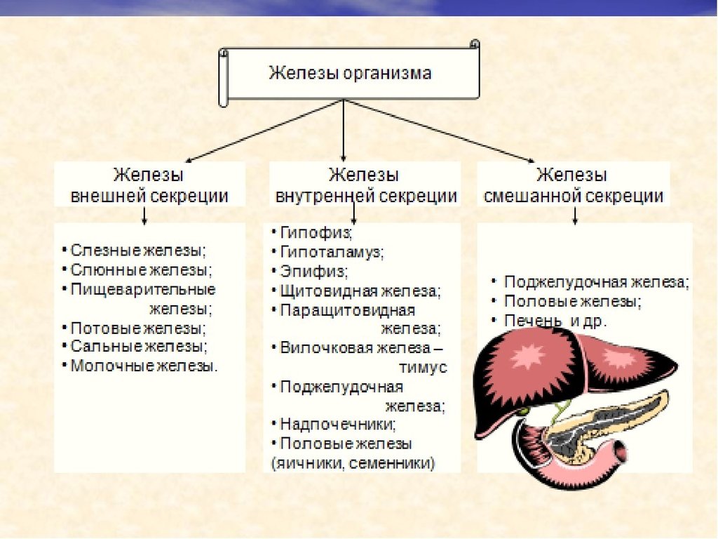 Внутренняя секреция и внешняя секреция. Железы внутренней и смешанной секреции биология 8. Железы смешанной секреции эндокринной системы. Строение и функции желез внутренней и смешанной секреции. Биология 8 класс железы внешней внутренней и смешанной секреции.