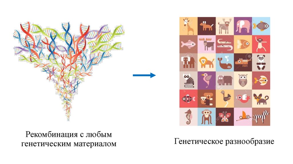 Генетическое разнообразие это