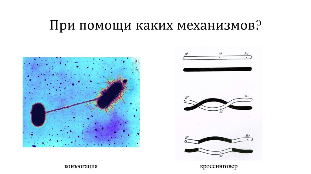 При помощи каких механизмов?