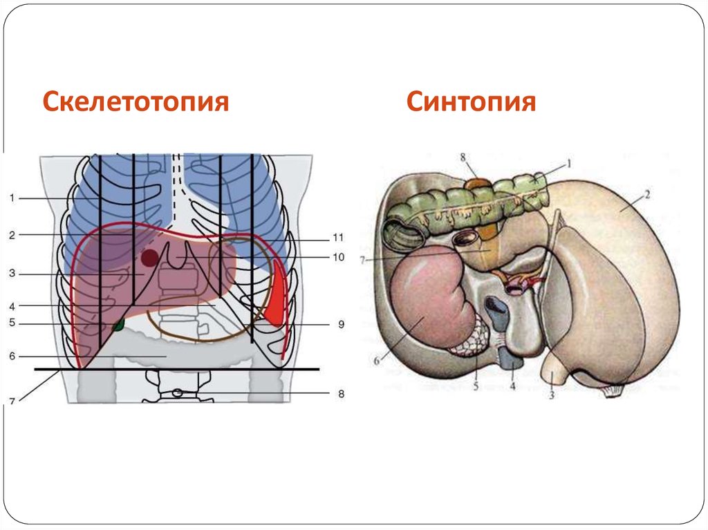 Голотопия скелетотопия