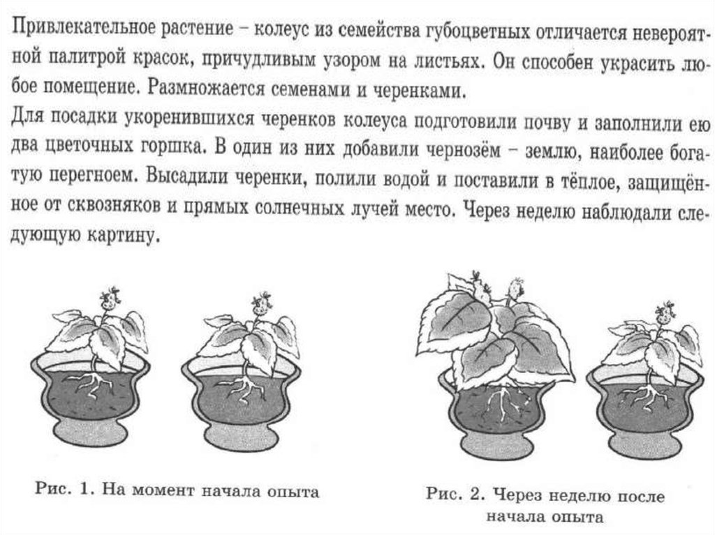 Опыты по биологии 6 класс впр. ВПР биология. Шпаргалки для ВПР по биологии 6 класс. Биология 6 класс шпоры для ВПР. ВПР биология 6 класс.