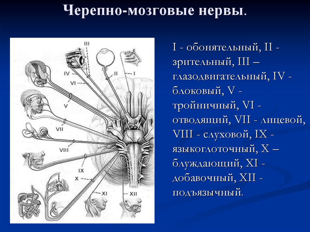 Обонятельный нерв неврология презентация