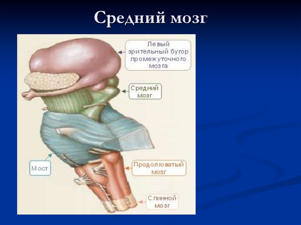 Средний мозг включает в себя. Средний мозг. Строение среднего мозга. Препарат среднего мозга.