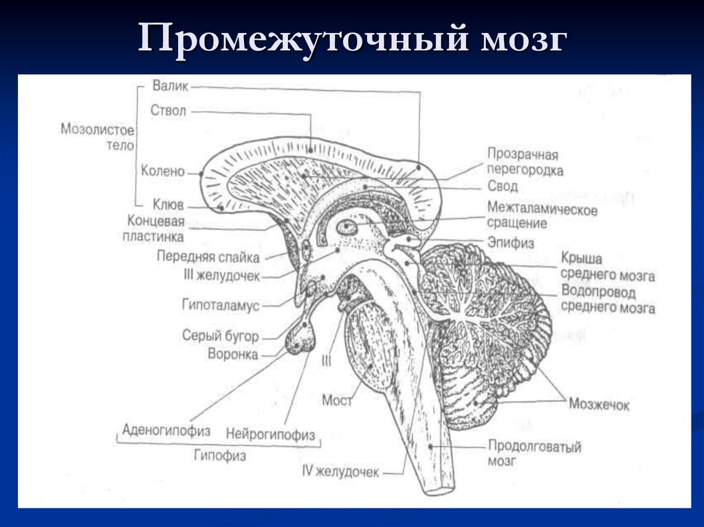Нервы промежуточного мозга. Промежуточный мозг мозг анатомия. Отделы промежуточного мозга анатомия. Промежуточный мозг строение. Внешнее строение промежуточного мозга анатомия.