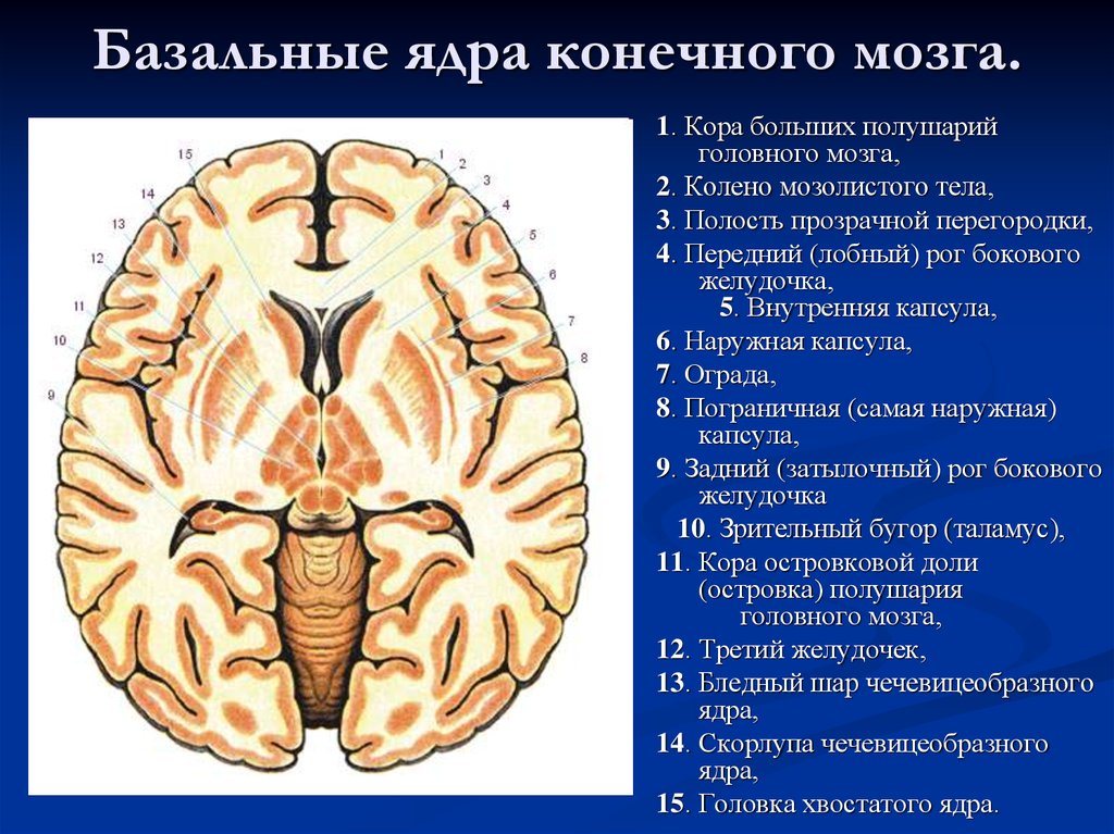 Отростки мозга. Базальные подкорковые ядра головного мозга. Базальные ядра конечного мозга анатомия. Подкорковые ядра конечного мозга. Подкорковых ядер больших полушарий головного мозга.