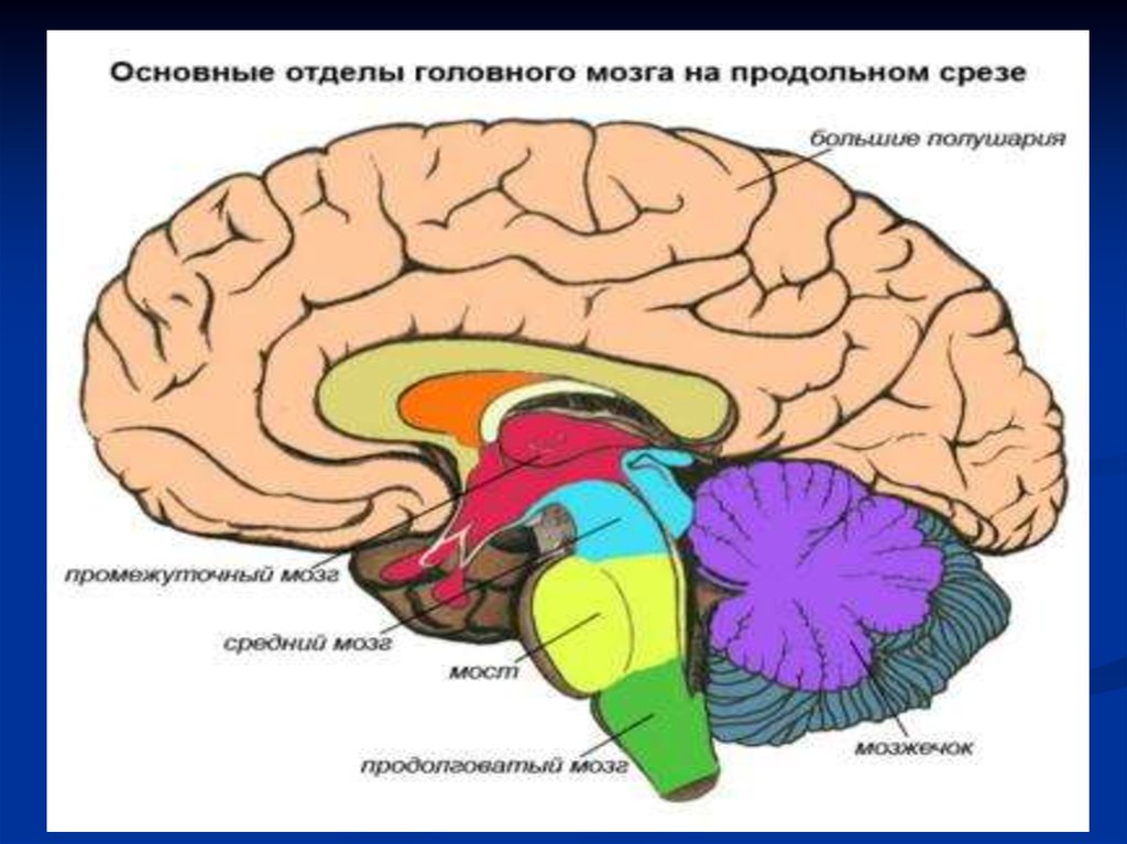 Общий план строения мозга в сагиттальном разрезе