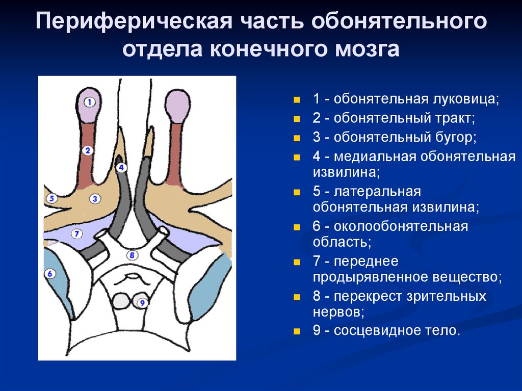 Обонятельный мозг презентация