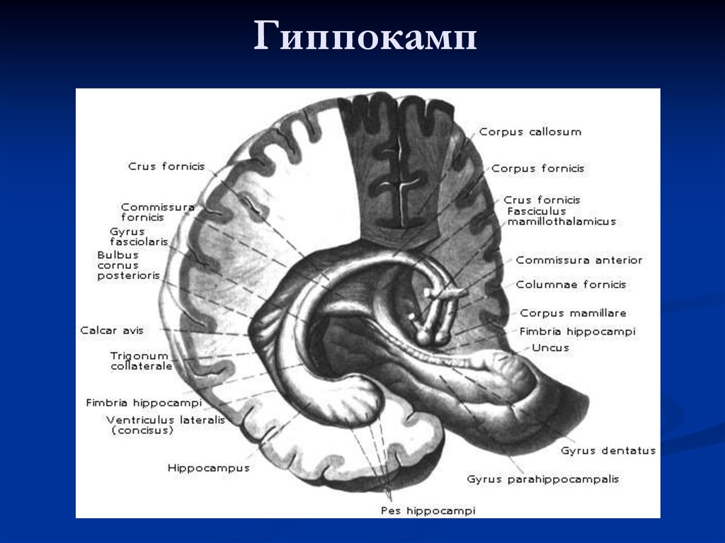 Гиппокамп. Спайка свода (commissura fornicis. Строение гиппокампа. Строение головного мозга гиппокамп.