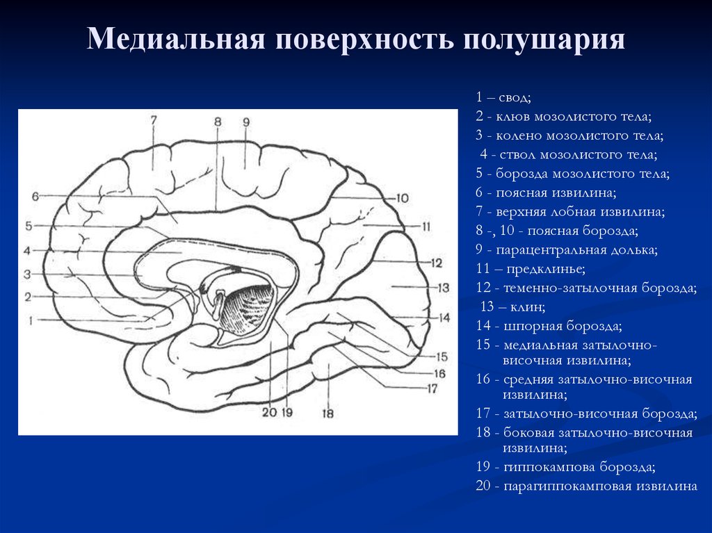 Поверхность головного мозга имеет. Медиальная поверхность полушария. Борозды медиальной поверхности полушарий. Борозды головного мозга медиальная борозда. Медиальная поверхность головного мозга.