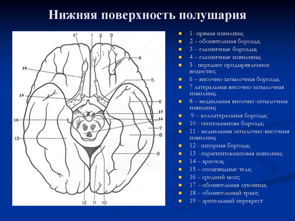 Черепные нервы человека относят к. Борозды и извилины нижней поверхности полушария большого мозга. Базальная поверхность головного мозга извилины.