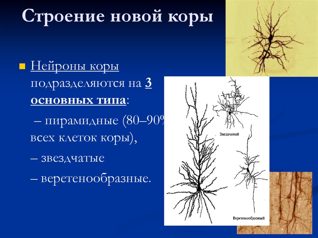 Новый строение. Нейроны коры пирамидные звездчатые. Строение новой коры. Пирамидными, веретенообразными и звездчатыми нейронами. Структура новой коры.