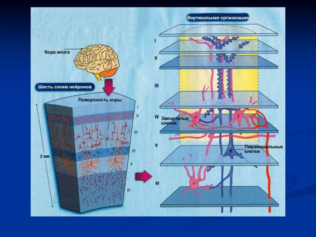 Организация коры головного мозга. 6 Слоев коры больших полушарий. Клетки различных слоев коры головного мозга схема. Слои новой коры больших полушарий головного мозга.