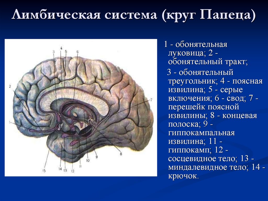 Обонятельный мозг презентация