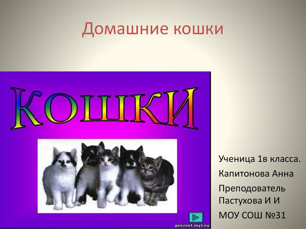 Презентация домашнего животного 2 класс. Домашние кошки презентация. Презентация о домашней кошке. Проект кошки презентация. Презентация на тему кошка домашнее животное.