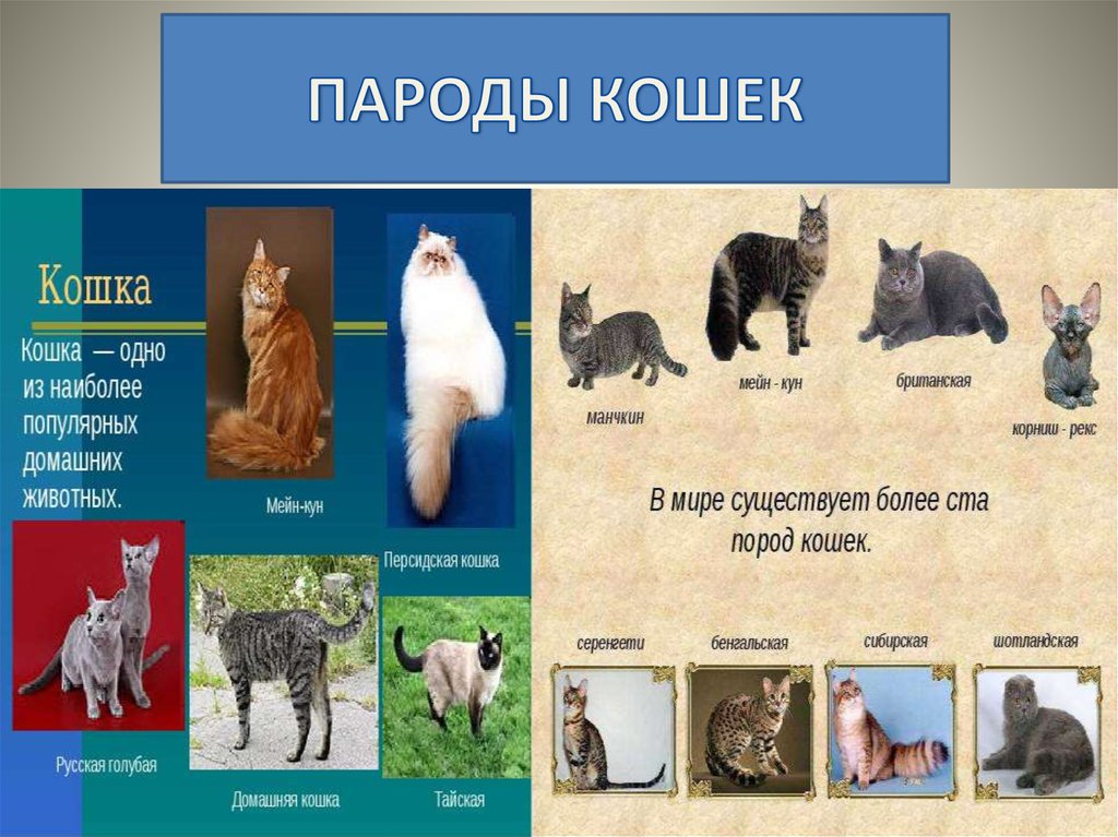Определитель животных онлайн по фото