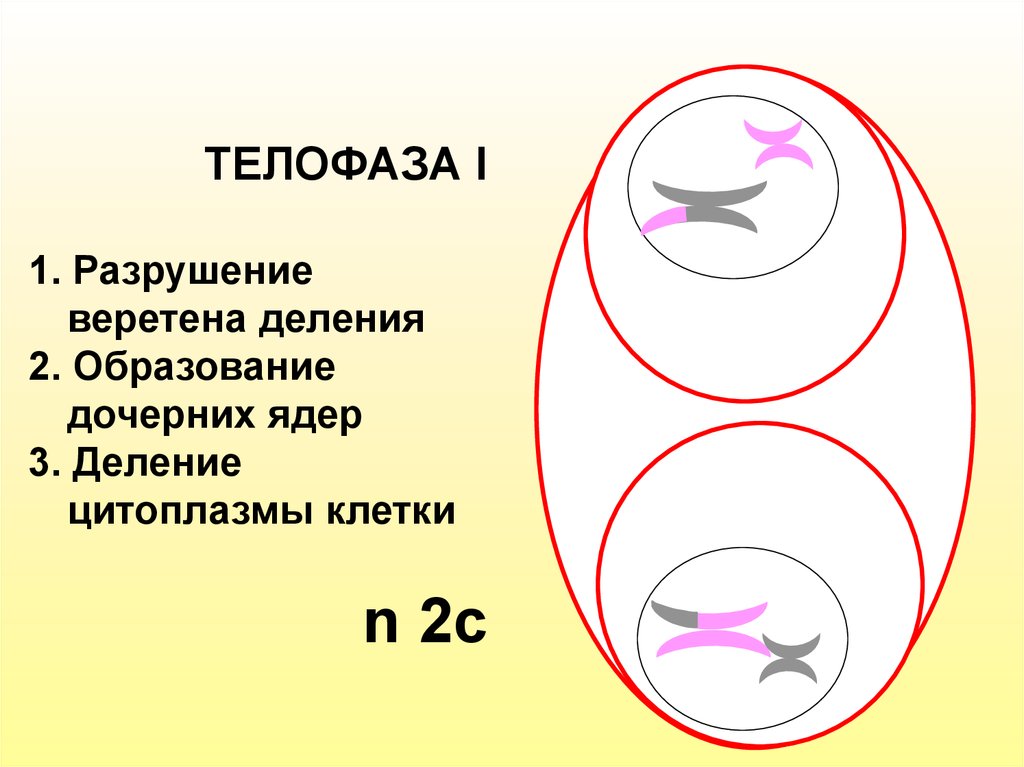 Телофаза. Ядра дочерних клеток в телофазе. Телофаза мейоза 1. Телофаза 1 цитоплазма. Телофаза i.