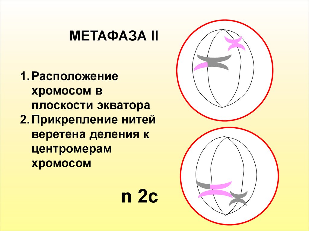 Хромосомы в экваториальной плоскости. Метафаза мейоза 2. Метафаза 2 мейоза набор хромосом. Метафаза мейоза 1. Метафаза 2 набор хромосом.