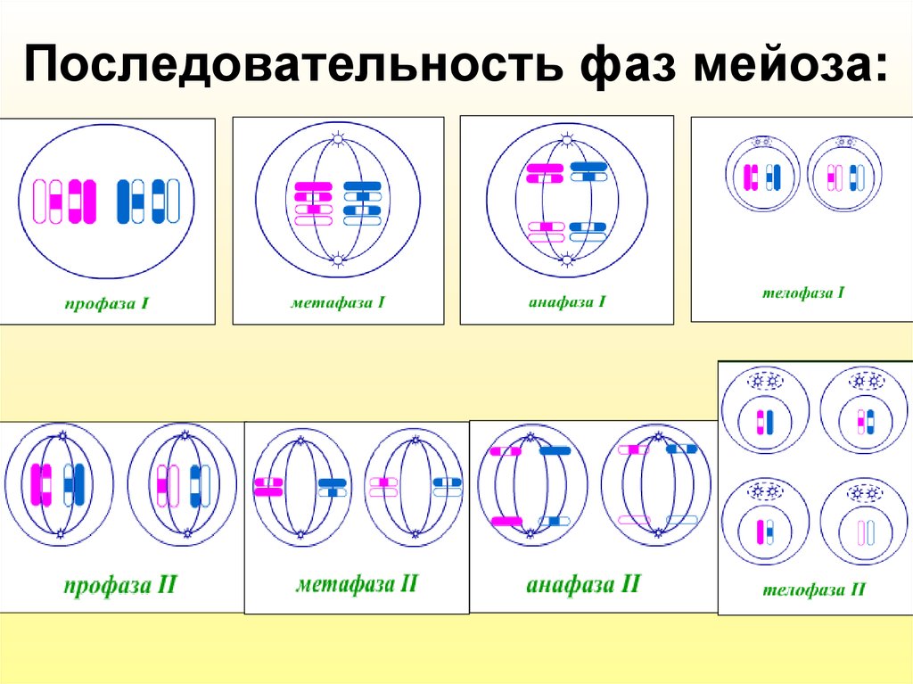 Митоз два деления. Последовательность фаз мейоза. Мейоз 1 процессы. Схема профазы 1 мейоза. Схема мейоза 9 класс биология.