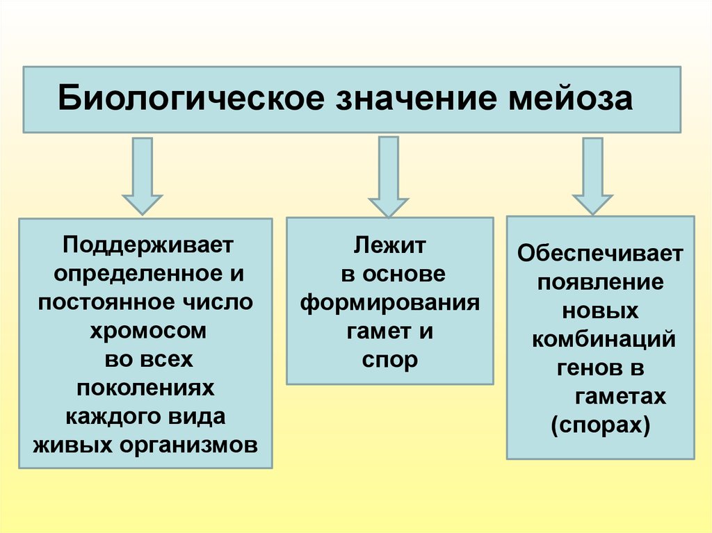 Появление новых сочетаний генов