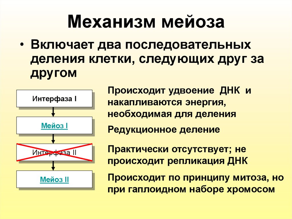 Два последовательных. Механизм мейоза. Механизм мейоза кратко. Механизм мейоза 1. Два последовательных деления в мейозе это.