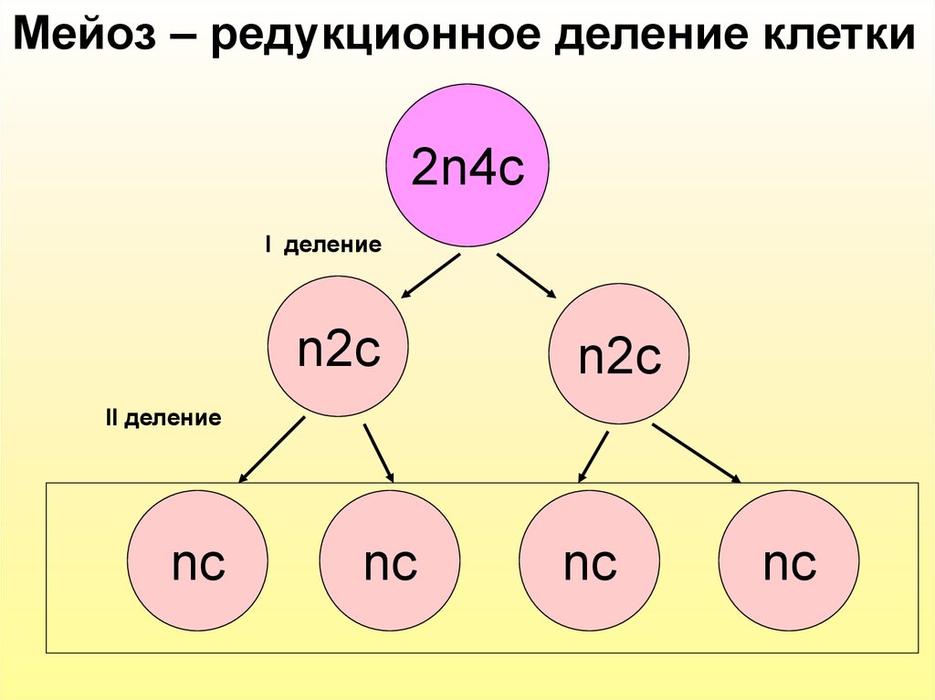 2.4 n. Мейоз. Редукционный мейоз. Мейоз особый Тип деления клетки. Редукционный и эквационный этапы мейоза.