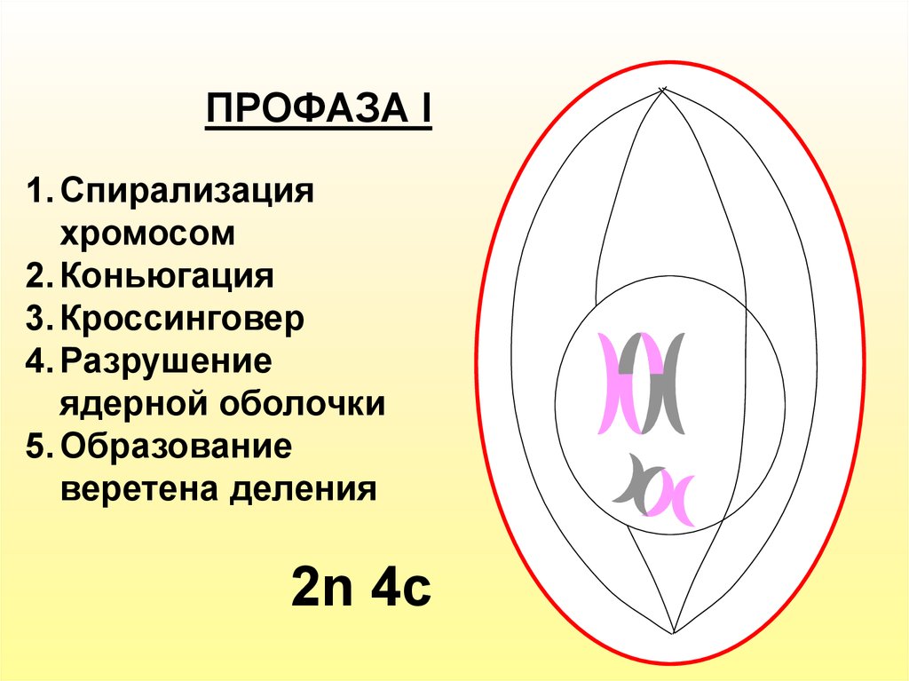 Д спирализация