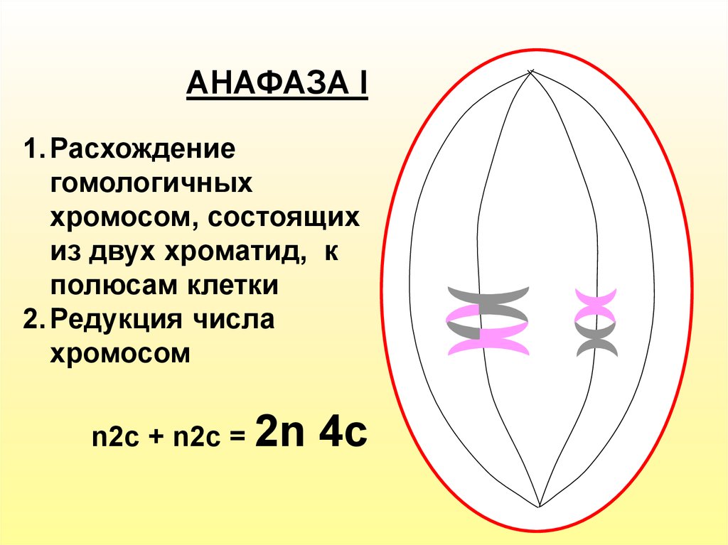 Анафаза 2. Расхождение гомологичных хромосом к полюсам клетки. Хромосомы состоят из 2 хроматид. Анафаза 2 количество хромосом. Анафаза n2c.