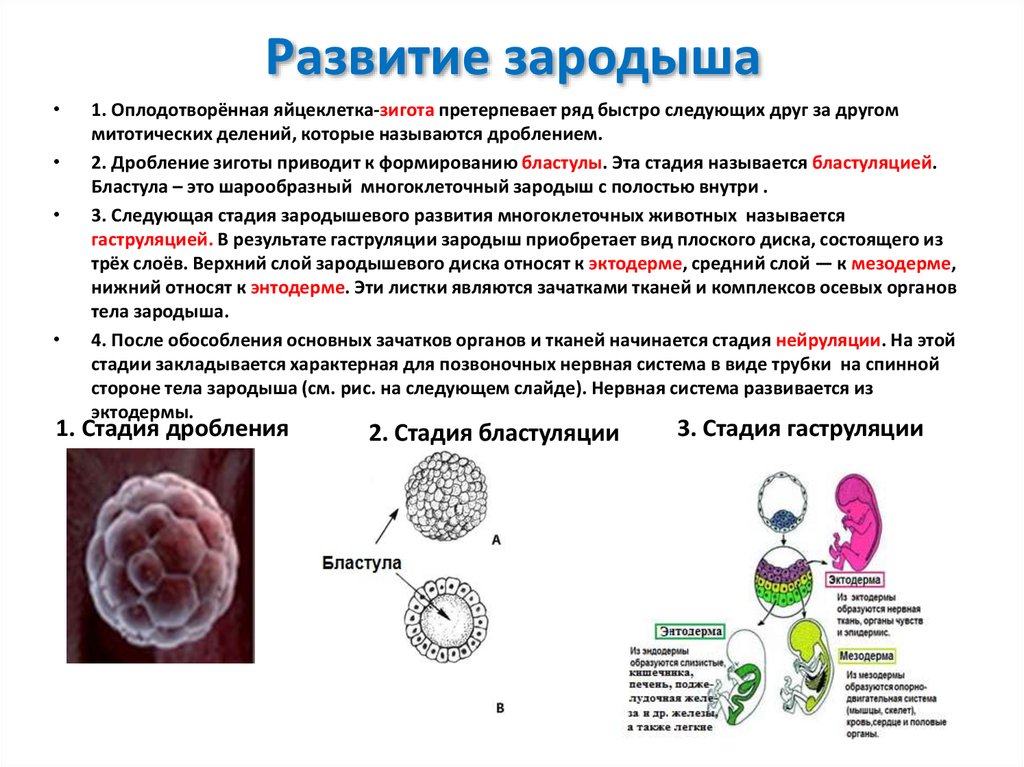 На рисунке изображен эмбрион человека