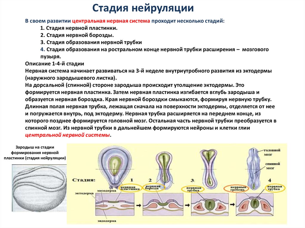 Образование кишечной трубки закладка нервной трубки формирование