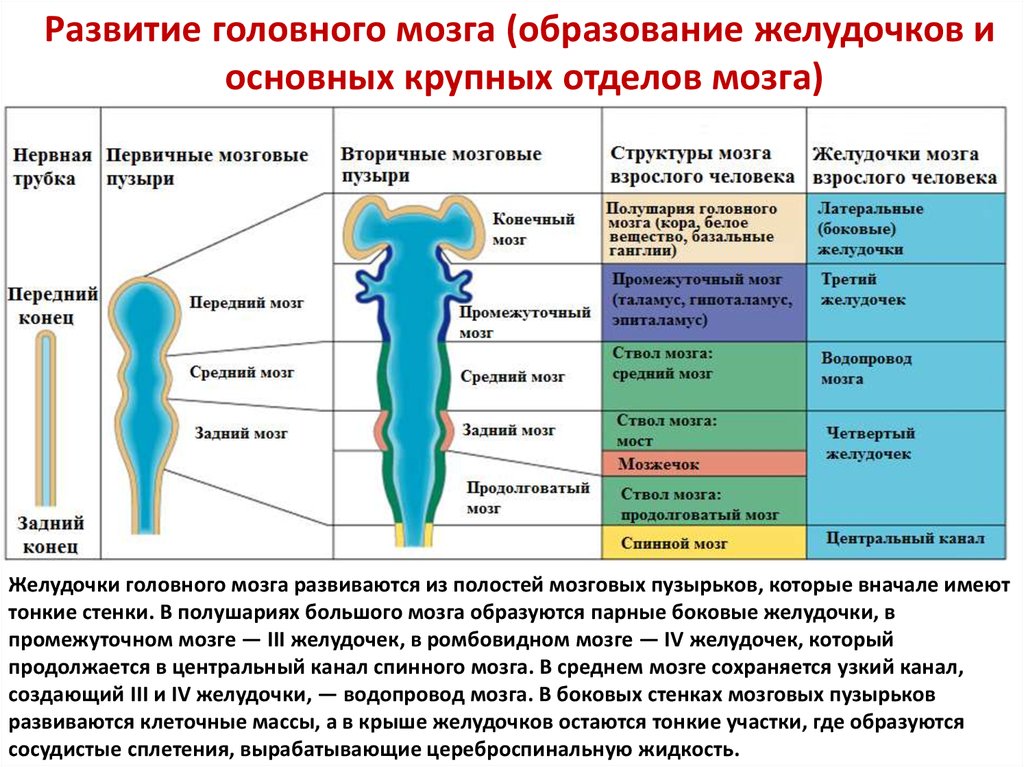 Развитие головного