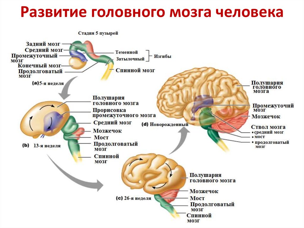 Схему развития головного мозга человека фронтальный и сагиттальный разрезы