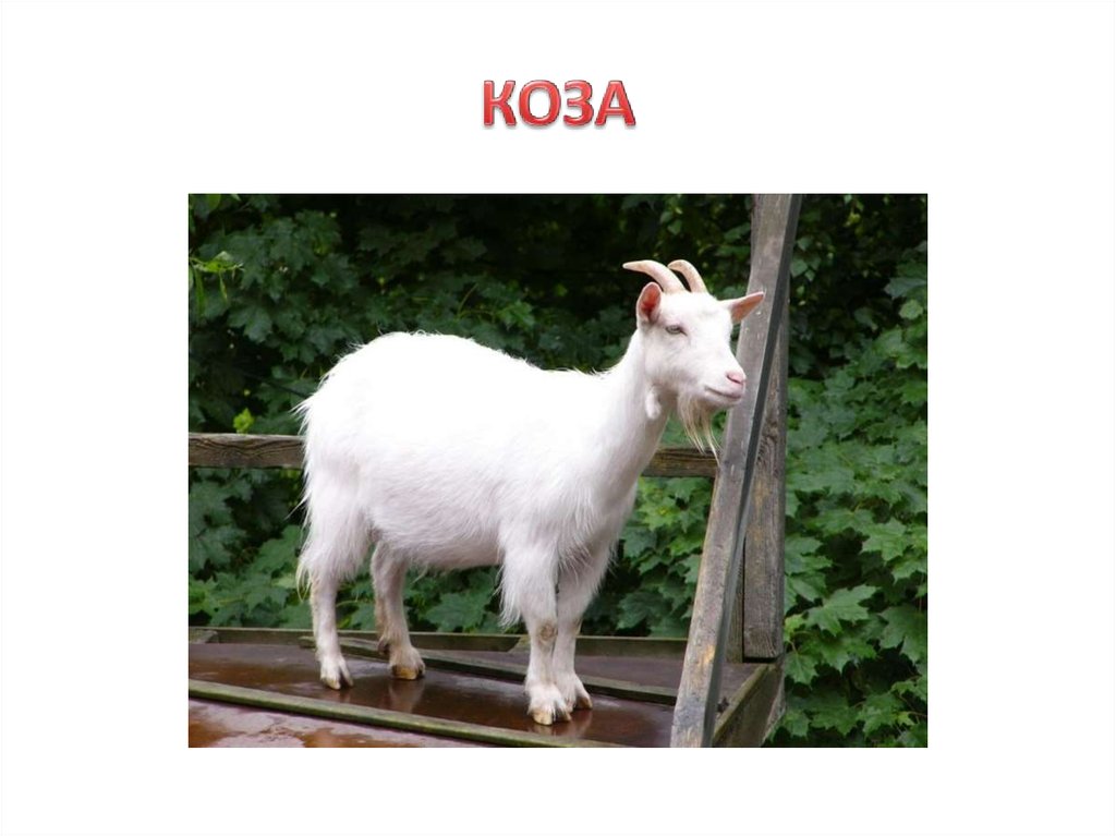 КОЗА