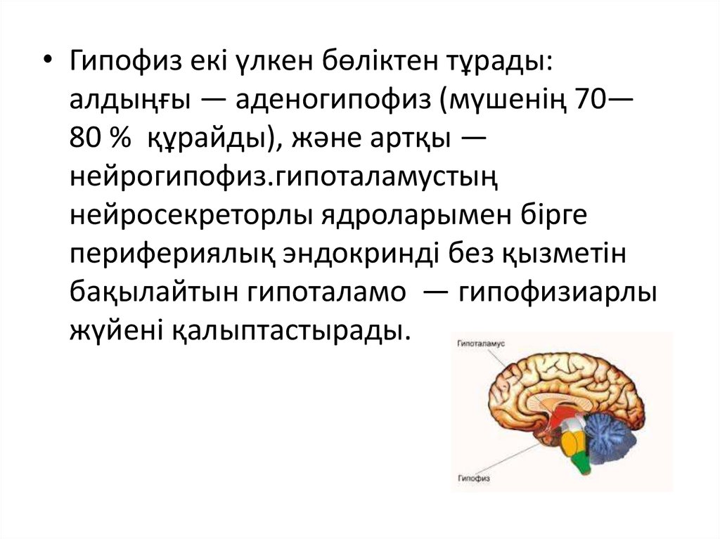 Гипопитуитаризм что это. Механизм гипопитуитаризм. Гипопитуитаризм.