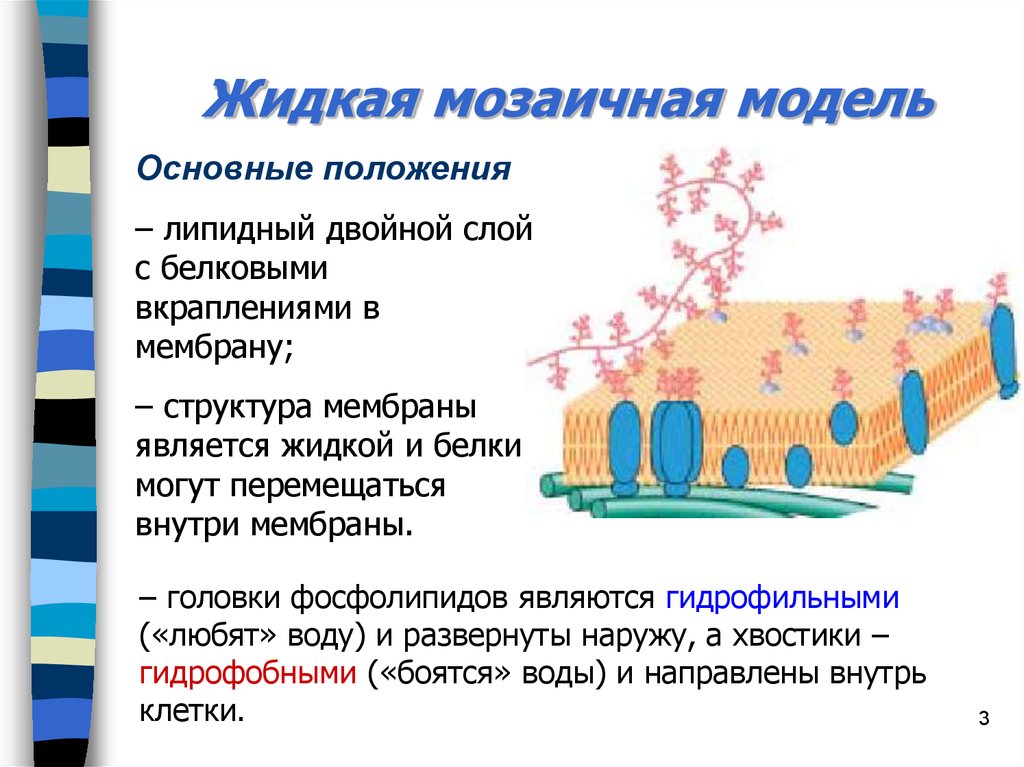 Двойной слой. Строение жидкостно-мозаичной модели биологической мембраны. Мозаичное строение мембраны. Жидко мозаичная модель строения мембраны. Жидкостно-мозаичная модель строения плазматической мембраны.