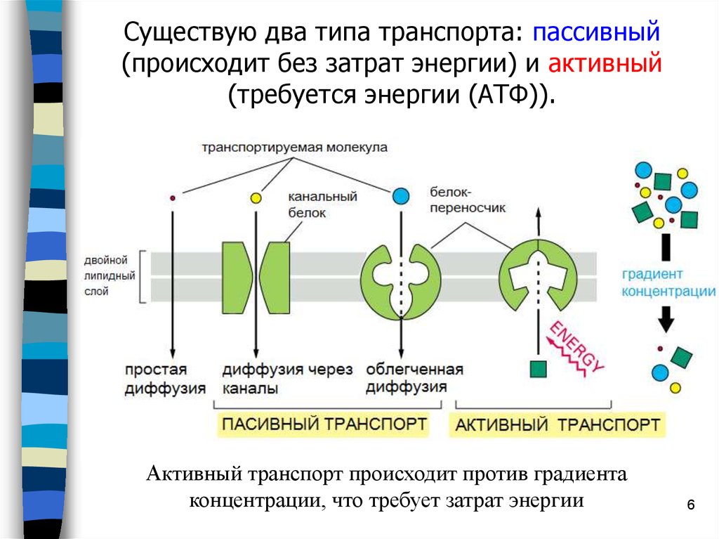 Энергия мембраны. Пассивный транспорт без затрат энергии. Тип транспорта активный пассивный. Активный транспорт биофизика. Кальциевый насос активный транспорт.