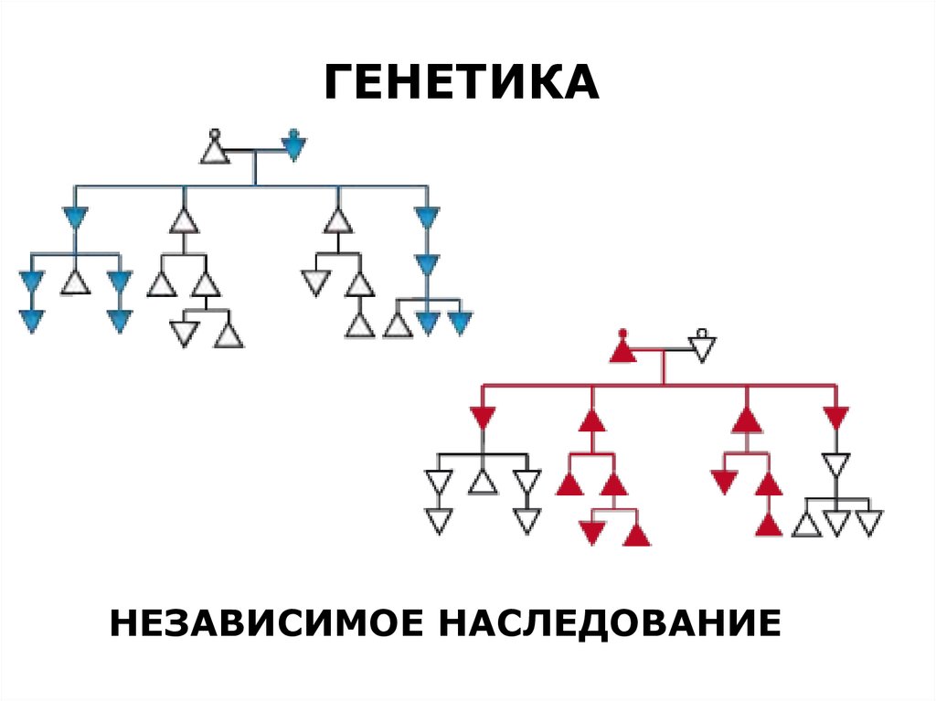 Цветок гороха приспособлен к самоопылению, что важно для чистоты эксперимента