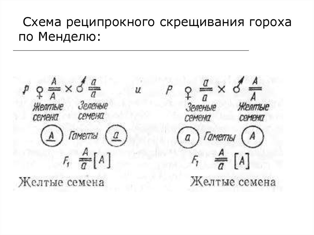 Схема анализирующего скрещивание