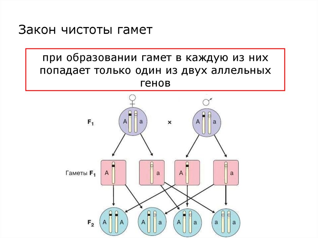 Схема создания закона в биологии