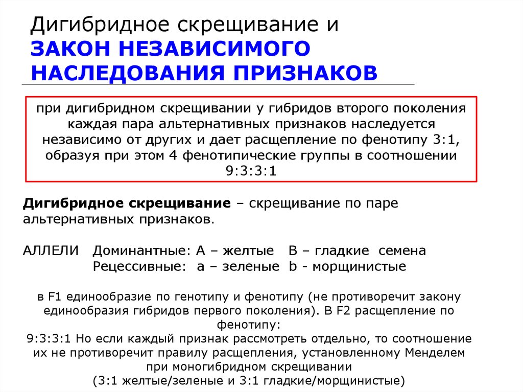 Презентация дигибридное скрещивание закон независимого наследования признаков